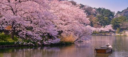 In dieser deutschen Stadt lassen sich tausende Kirschblüten besser bewundern als in Japan