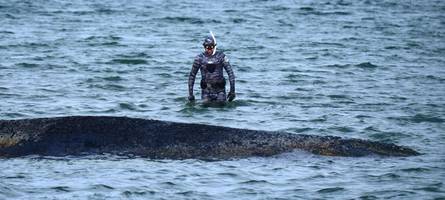 Walrettung in der Lübecker Bucht im Livestream