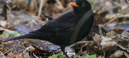 augsburgerin soll amsel gequält haben – warum sie dafür aber nicht bestraft wird