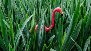 Dutzende Plastikflamingos in Naturschutzgebiet – Försterin appelliert: tut das jetzt nicht