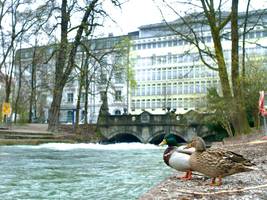 Surfen: Münchner Eisbachwelle wieder verschwunden