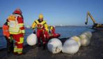 Buckelwal: Bürgermeister: Wahlrettung kostete 40.000 Euro