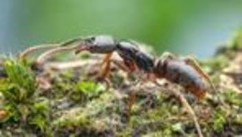 Eingeschleppte Arten: Gefährliche Ameisenart erstmals in Deutschland entdeckt