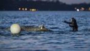 Gestrandeter Wal: In Ostsee gestrandeter Wal - gelingt heute die Befreiung?