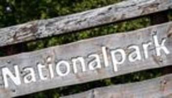 Naturschutz: Kreis nimmt neuen Anlauf für Nationalpark im Rothaargebirge