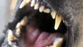 Notfälle: Mann und Frau passen auf Hund auf - und werden attackiert