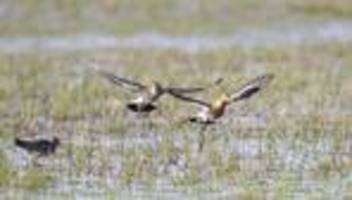 Rückkehr der Zugvögel: Uferschnepfen starten Rückflug in den Norden