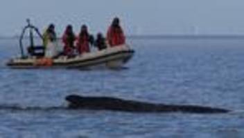 Walrettung: Einsatz der Boote zur Walrettung unterbrochen