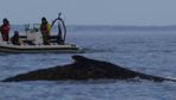 ostsee: buckelwal schwimmt nach befreiung in ostsee vor mecklenburg-vorpommern