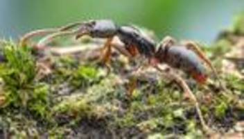 Invasive Art: Nadelameise aus Asien erstmals in Deutschland entdeckt