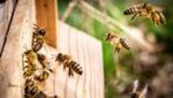 schwänzeltanz der honigbiene: let's dance!