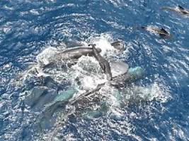 Erstmals im Film festgehalten: Bei der Geburt eines Pottwals helfen alle mit