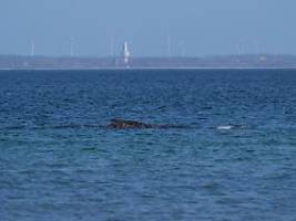 Schwimmt auf Zickzackkurs: Befreiter Wal macht Sperenzchen in der Ostsee