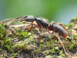 Stiche können Schocks auslösen: Gefährliche Ameisenart erstmals in Deutschland nachgewiesen