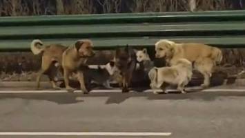 China: Hunde entkommen Schlachter und laufen heim – viraler Hit ist Fake