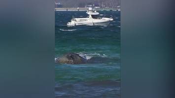 Eine Lehre aus der Wal-Rettung: Anpacken, es geht doch!
