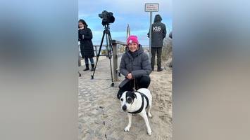 reporterin schildert buckelwal-rettung: „dieses tier hat mein herz berührt“