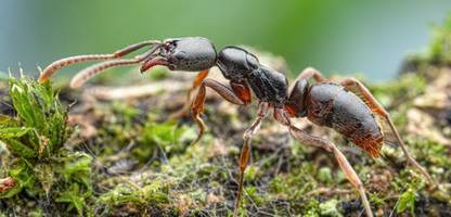 asiatische nadelameise breitet sich in deutschland aus