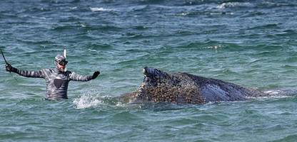 timmendorfer strand: wal vorerst gerettet – wie die spektakuläre befreiung gelang