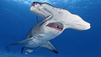 haie auf koks: spuren von drogen und koffein in meeresbewohnern nachgewiesen