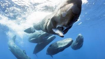 pottwale leisten geburtshilfe: forscher filmen bemerkenswerte geburt