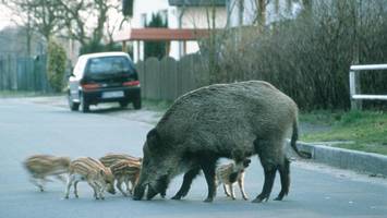 wildschweine dringen immer weiter in wohngebiete vor: akute gefahr für anwohner?