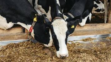 „farmeffekt“: laut allergologin schützt diese methode ihr kind vor allergien