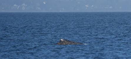 Befreiter Ostsee-Buckelwal auf Kurs aus der Lübecker Bucht