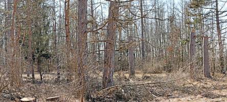 Kampf dem Kiefernsterben: Jeder Versuch, Augsburgs Stadtwald zu retten, ist es wert