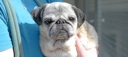 krank, alt, abgeschoben: das traurige schicksal der augsburger mopsdame „omi“ ist kein einzelfall