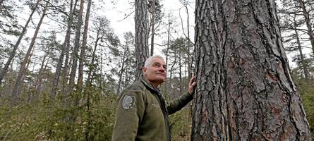 „Extreme Herausforderungen“: Warum im Augsburger Stadtwald 23.000 junge Kiefern gepflanzt werden