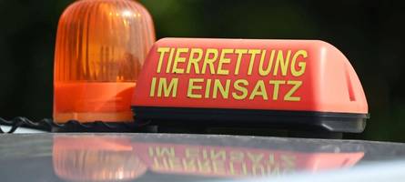 schafe „nicht schwer verletzt“: veterinäramt in günzburg widerspricht schilderungen von tierschützer