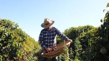 Ein brasilianischer Kaffeebauer will 16.500 Euro pro Sack der seltenen Sorte Eugenioides erzielen
