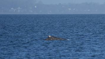 der wal ist frei! jetzt geht es um seine endgültige rettung