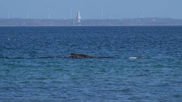ostsee-walrettung vom timmendorfer strand im live-ticker