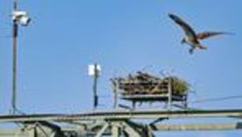 Naturschutzgebiet: Live vom Adlerhorst: Greifvögel konkurrieren um Nistplatz