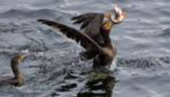 Tiere: Abschuss von Kormoranen auch an Teichen und Seen möglich