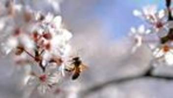 Tiergesundheit: Bienen in Dresden mit Seuche befallen - Sofortmaßnahmen