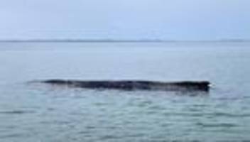 Wismarbucht: Wal soll am Sonntag Richtung tiefes Wasser gestupst werden