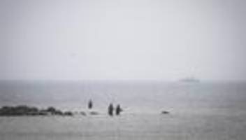 ostsee: buckelwal vor wismar erneut gestrandet