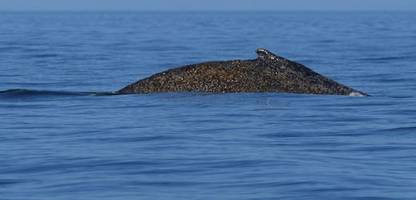 Ostsee: Rettungsaktion für den verirrten Wal geht weiter