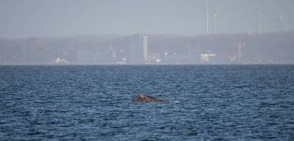 wismarbucht: buckelwal in der ostsee erneut gestrandet