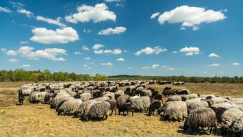 Hofcafé, Heide, Buchweizentorte: Wo es diese Traum-Kombi gibt