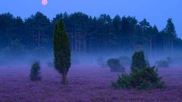 mystisch schön: bei vollmond auf dem heidschnuckenweg wandern