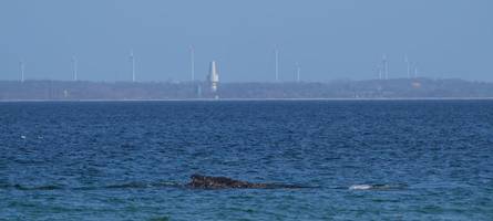 Buckelwal wieder gestrandet: Er soll am Sonntag Richtung tiefes Wasser gestupst werden
