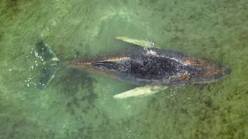 ostsee-walrettung vom timmendorfer strand im live-ticker
