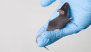 Artenschutz: Klonen bis zum Limit