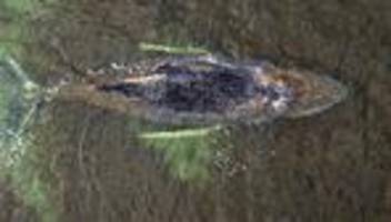 buckelwal in der ostsee: atemfrequenz des buckelwals vor der ostseeküste sinkt