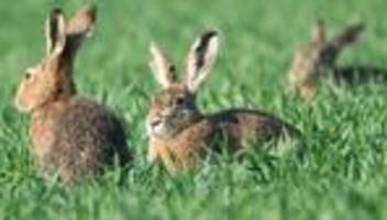 Feldhasen vor dem Osterfest: Trotz Rückgang: Hasen hoppeln weiter zahlreich durchs Land