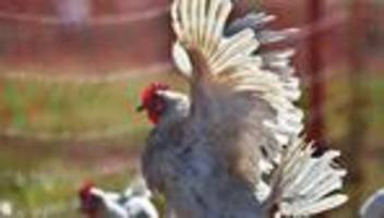 Feuer: Hühner retten sich aus einem brennenden Stall